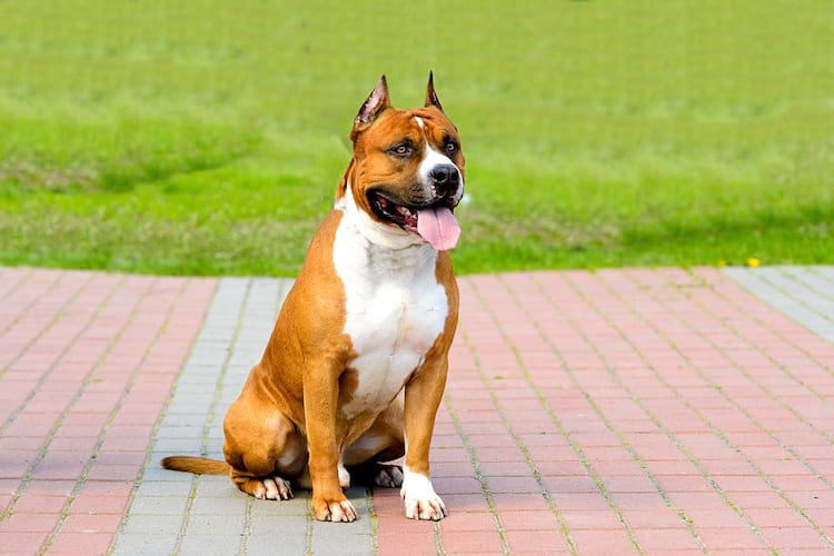 10 melhores cães de guarda  Melhores cães, Cão de guarda, Cães
