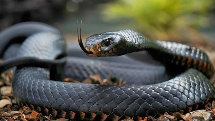 As 10 Cobras Mais Lindas Do Mundo , ok google serpente 