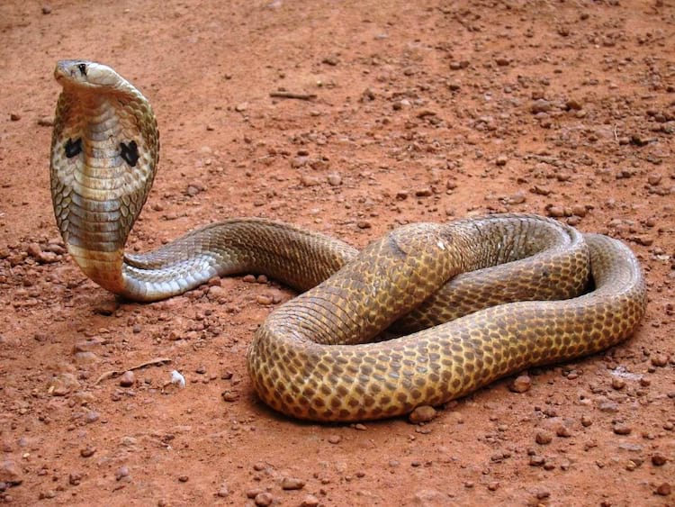 Top 5: As cobras mais venenosas do mundo