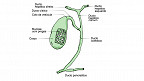 21 curiosidades sobre a vesícula biliar